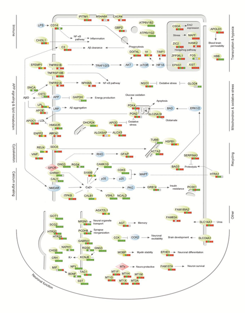 基因组所阿尔兹海默症研究获阶段性进展