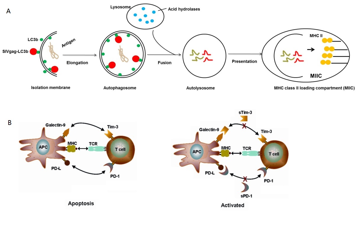 广州生物院探索T细胞免疫的艾滋病疫苗策略取得进展