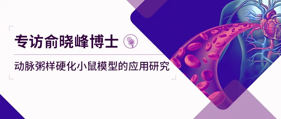 动脉粥样硬化小鼠模型