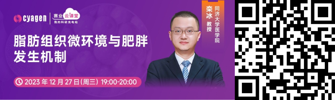 肥胖症研究小鼠