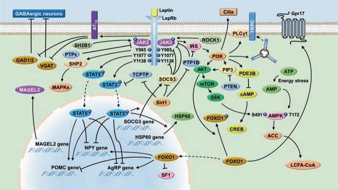 肥胖症研究小鼠
