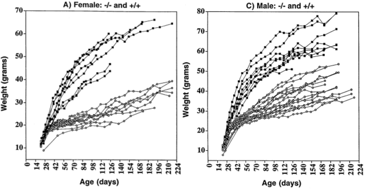肥胖症研究小鼠