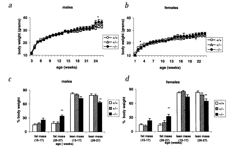 肥胖症研究小鼠