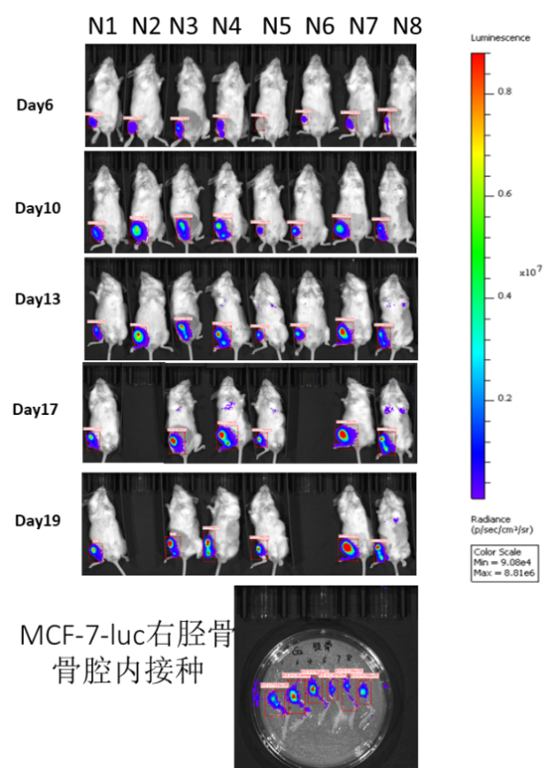 乳腺癌动物模型构建及应用案例