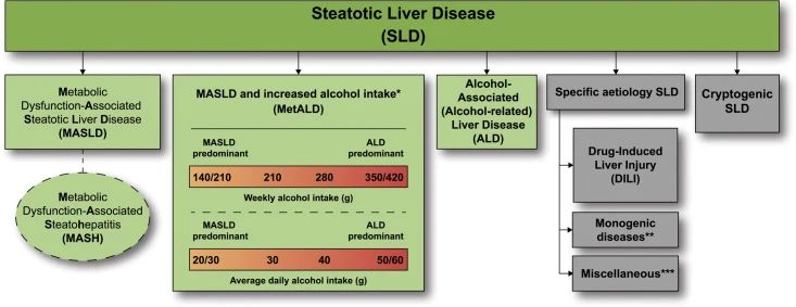 临床前MASLD/MASH动物模型开发与应用 临床前MASLD/MASH动物模型开发与应用