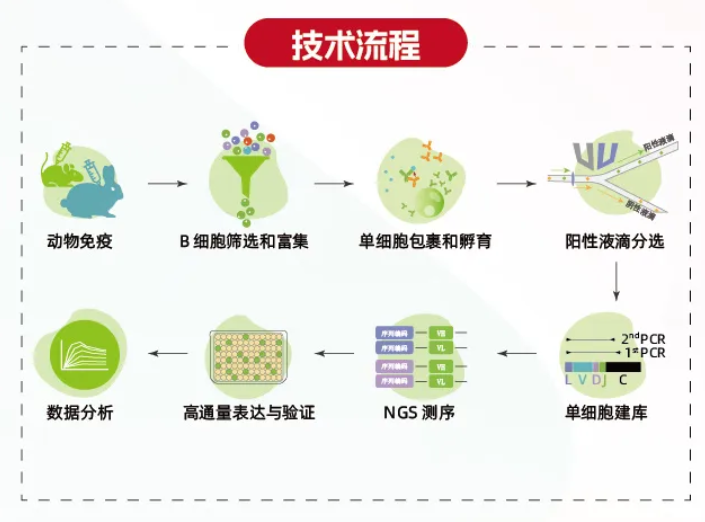 探索全人源抗体的“进击之路”