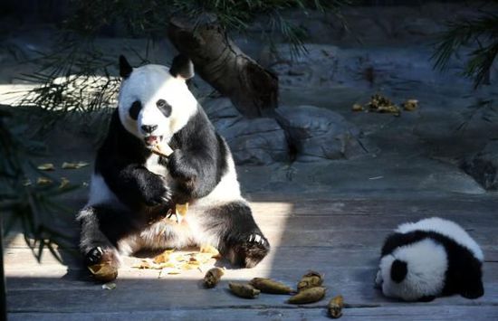 中国将首次立法认可动物福利