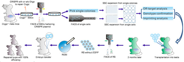 中科院：利用CRISPR-Cas9技术在生殖细胞中治愈小鼠遗传疾病