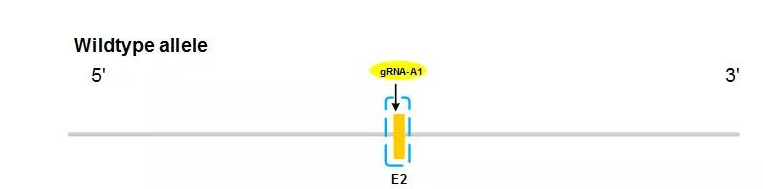 基因敲除细胞构建