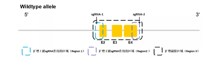 基因敲除细胞构建