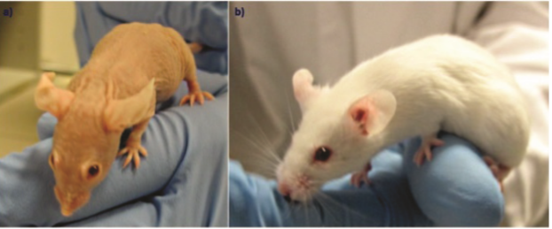 图1. 纯合和杂合突变小鼠的比较。