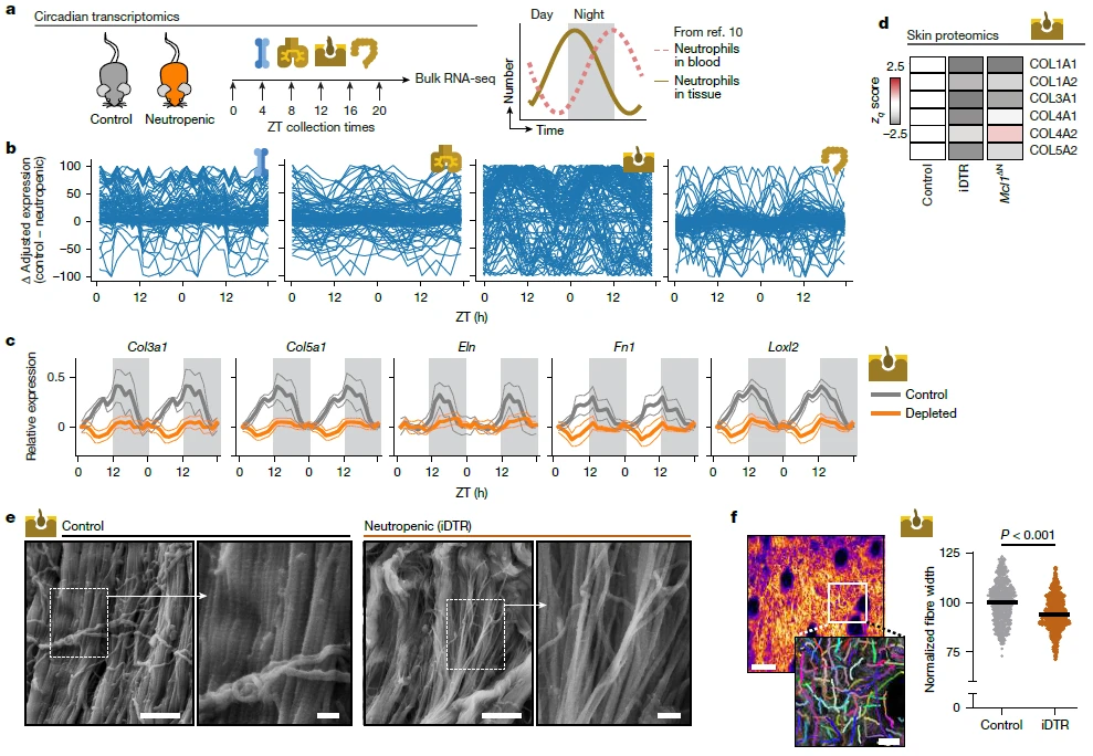 中性粒细胞可强化皮肤屏障 中性粒细胞可强化皮肤屏障