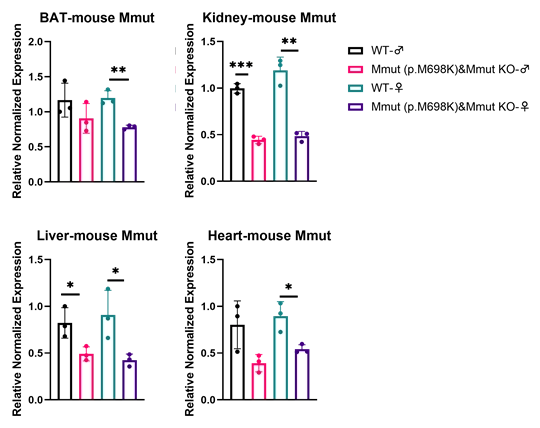甲基丙二酸血症