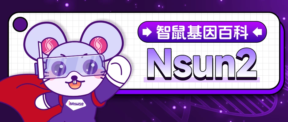 NSUN2基因敲除鼠 NSUN2基因敲除鼠