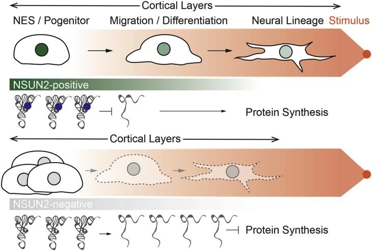NSUN2基因敲除鼠