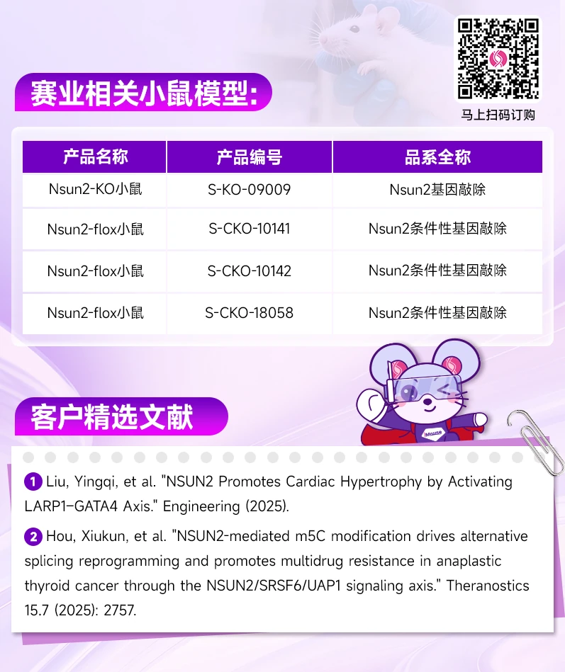 NSUN2基因敲除鼠