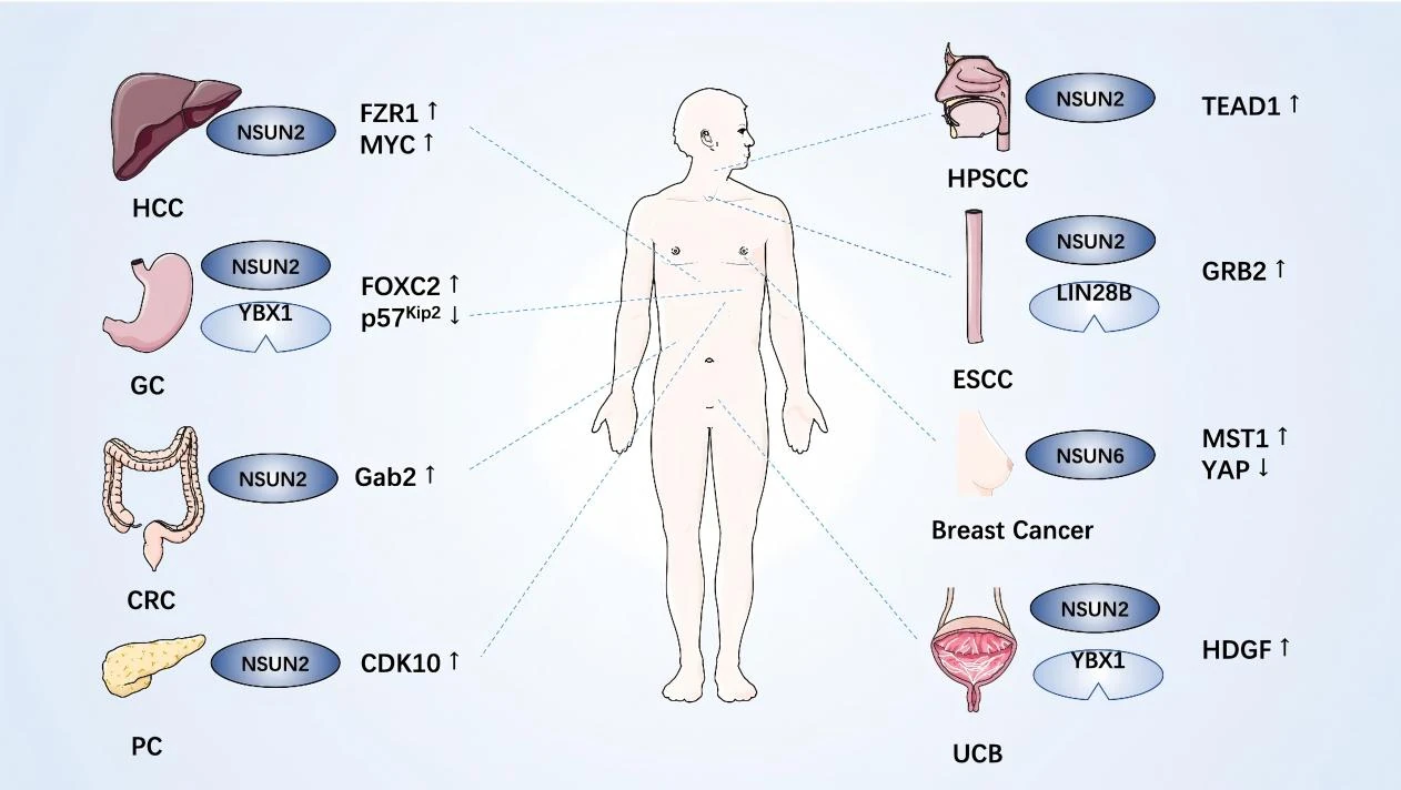 NSUN2基因敲除鼠 NSUN2基因敲除鼠