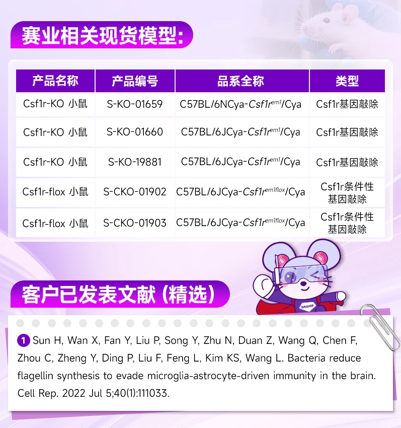 大脑免疫细胞也能通过骨髓移植“重装” 大脑免疫细胞也能通过骨髓移植“重装”